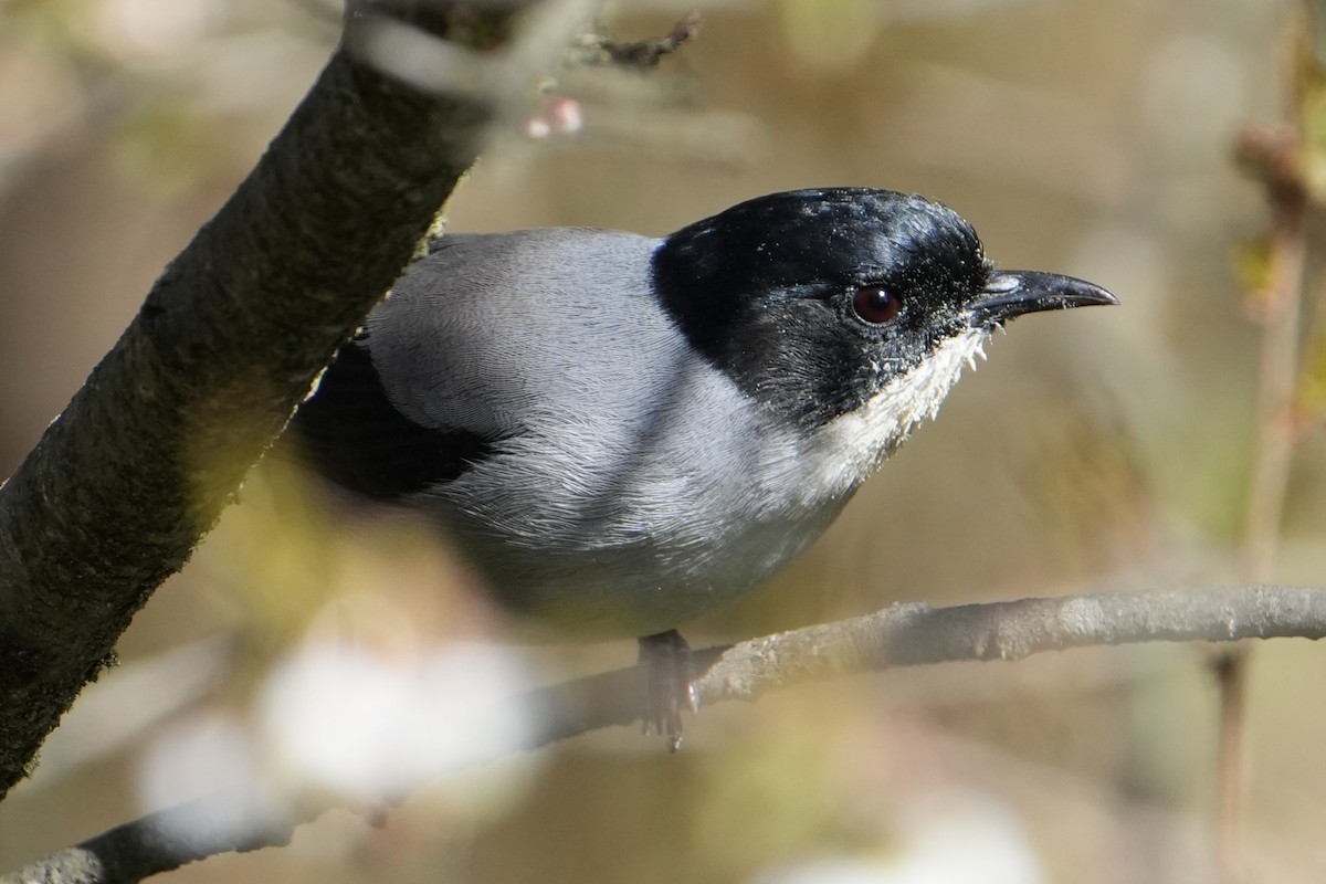 Black-headed Sibia - ML635554586