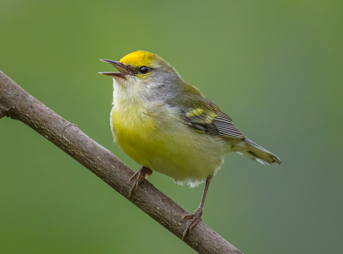 Brewster's Warbler (hybrid) - ML635554654