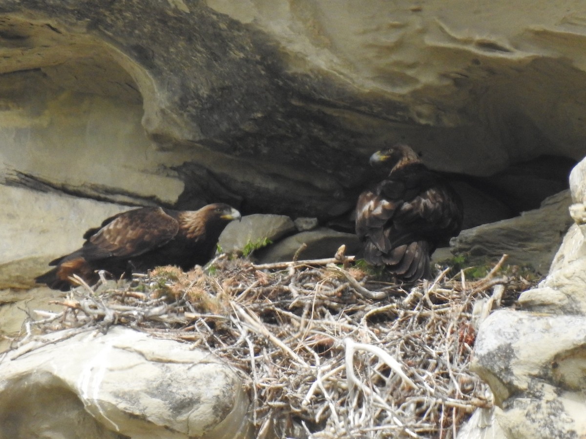 Golden Eagle - ML635554671