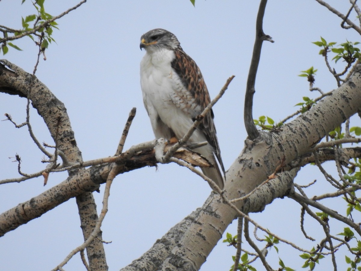 Ferruginous Hawk - ML635554678