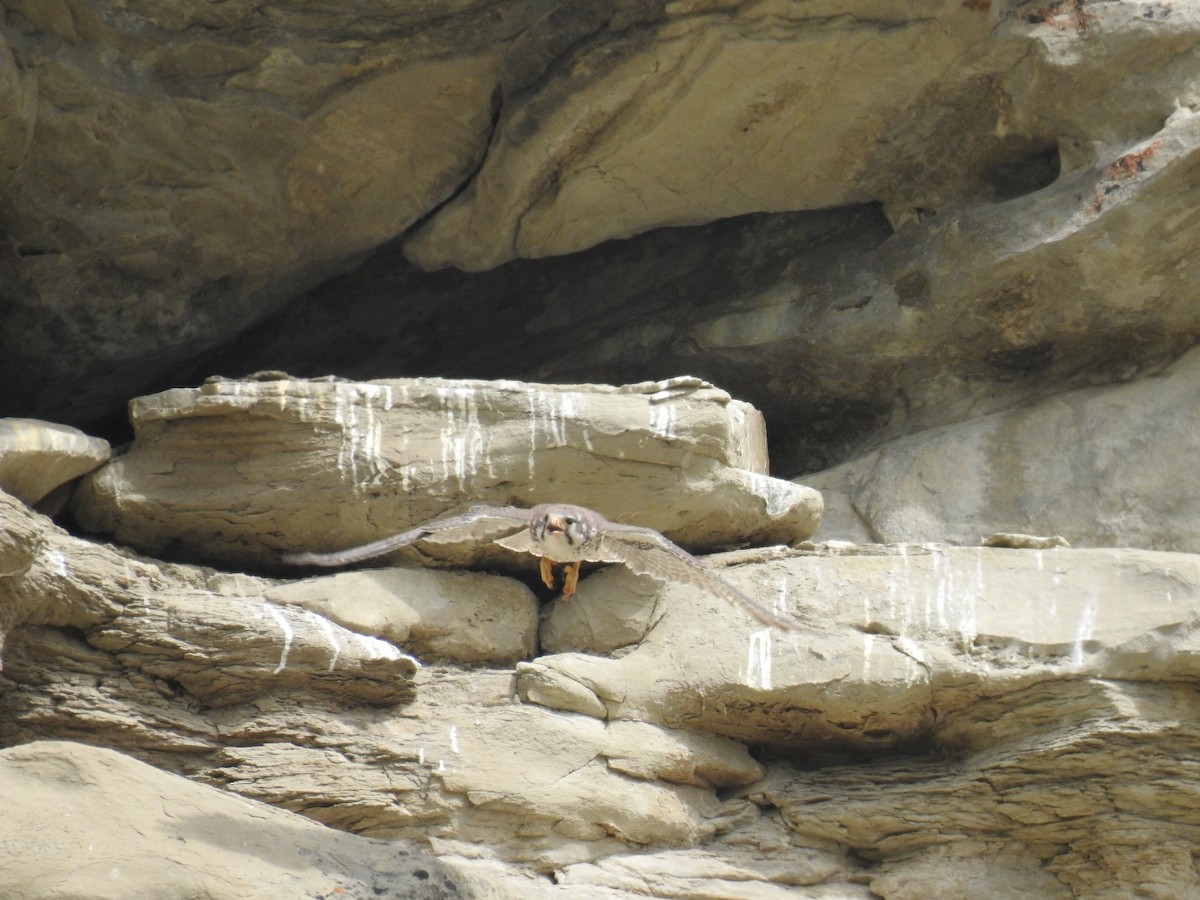 Prairie Falcon - ML635554703