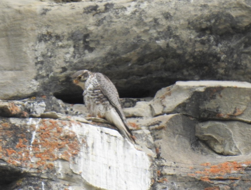 Prairie Falcon - ML635554711