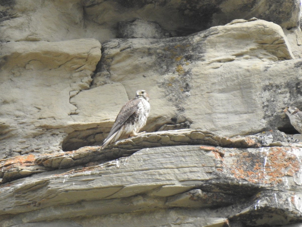 Prairie Falcon - ML635554727