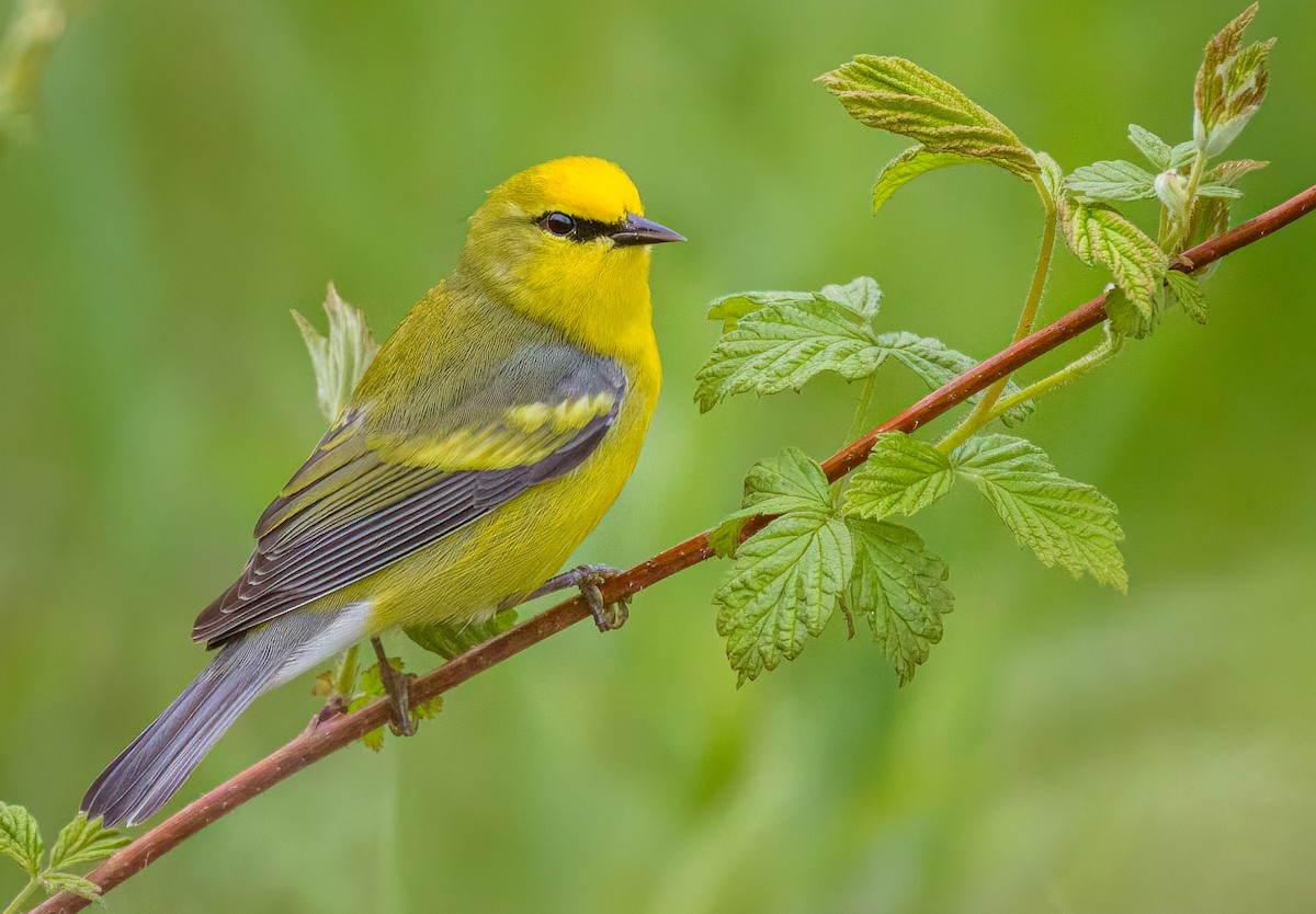 Golden-winged x Blue-winged Warbler (hybrid) - ML635554739