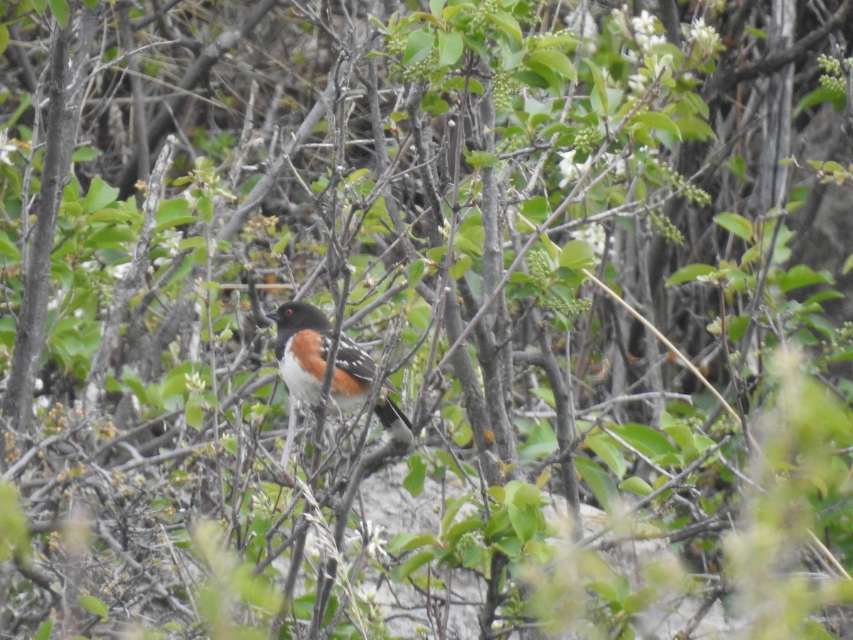 Spotted Towhee - ML635554763