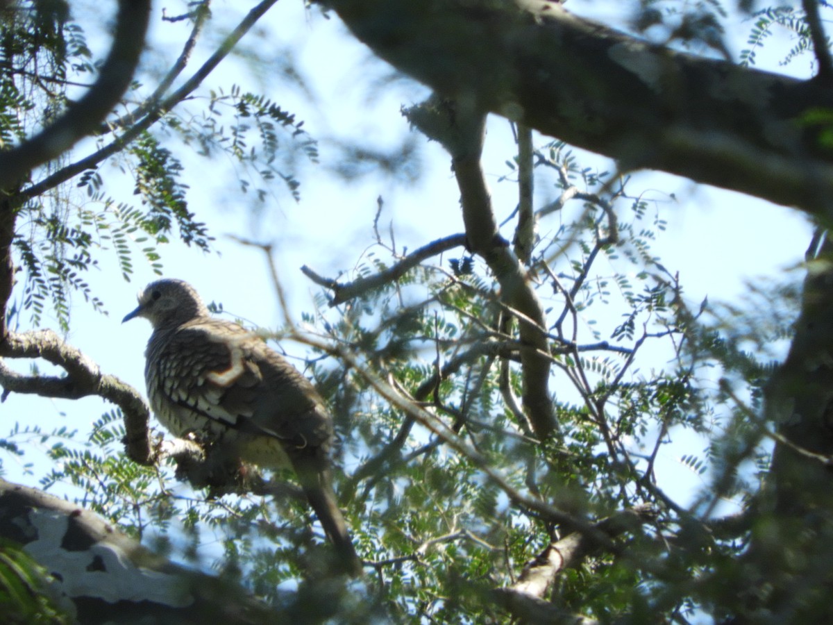 Scaled Dove - ML635554779