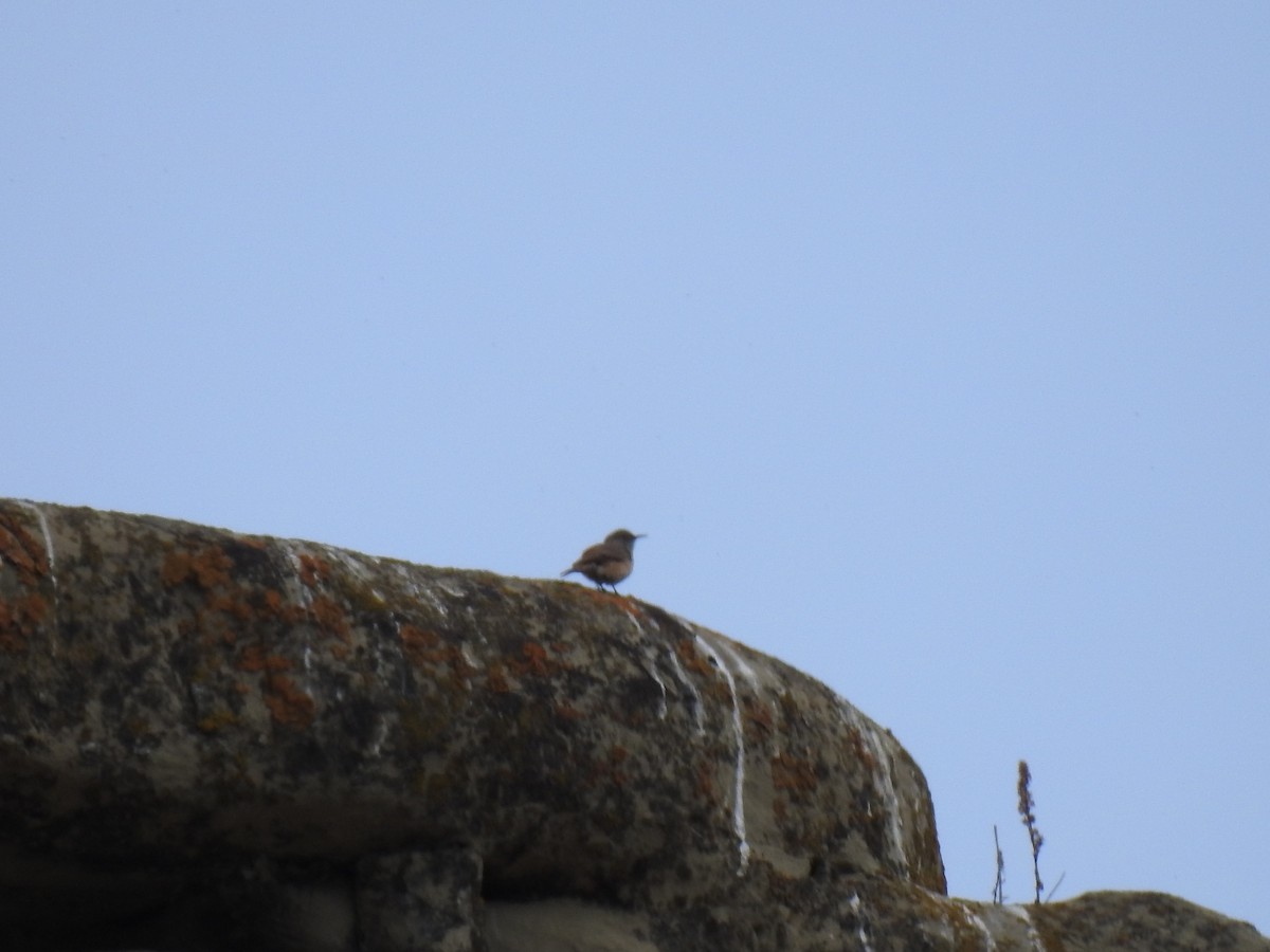 Rock Wren - ML635554826