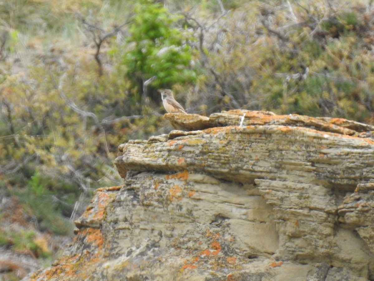 Rock Wren - ML635554827