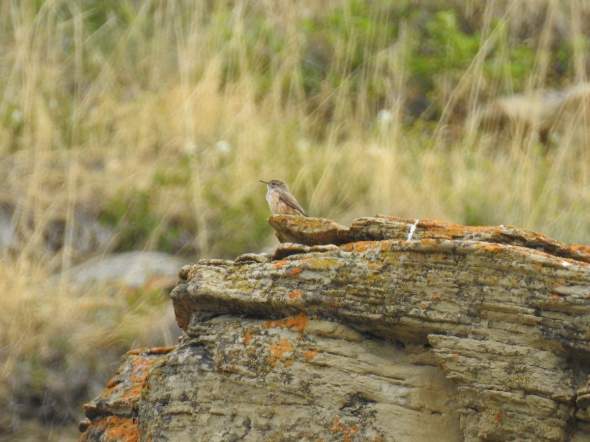 Rock Wren - ML635554828