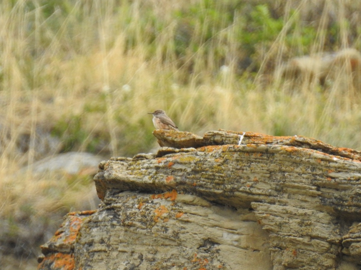 Rock Wren - ML635554829