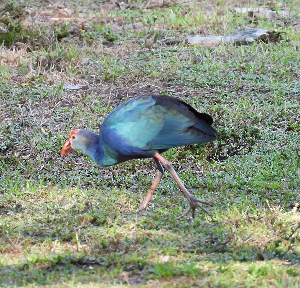 Gray-headed Swamphen - ML635554842
