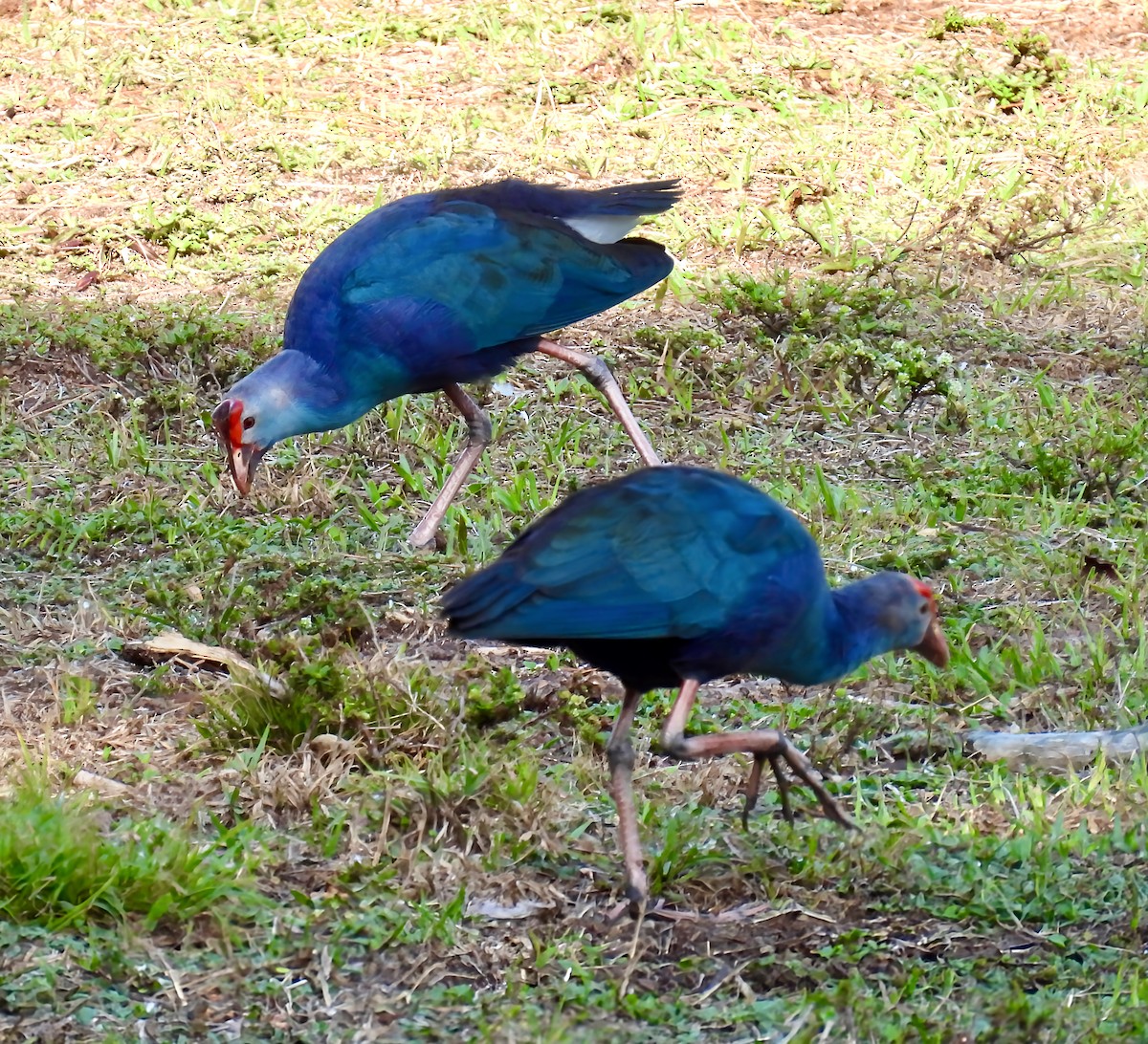 Gray-headed Swamphen - ML635554843