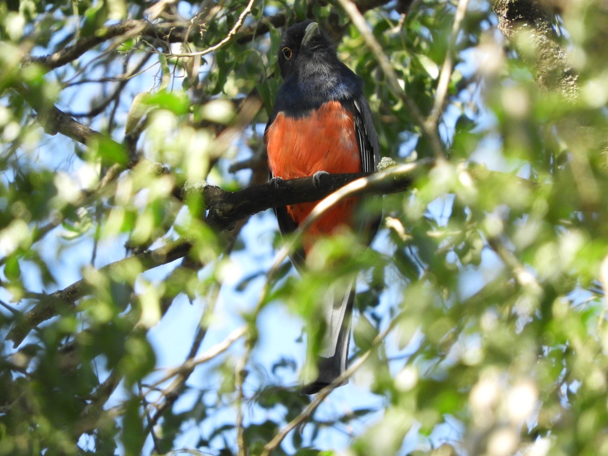 Surucua Trogon - ML635554845