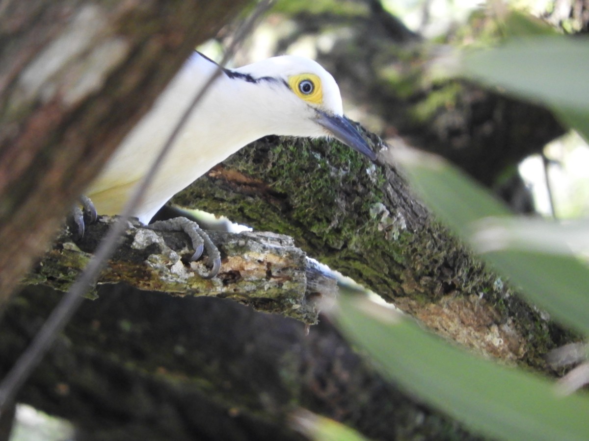 White Woodpecker - ML635554877