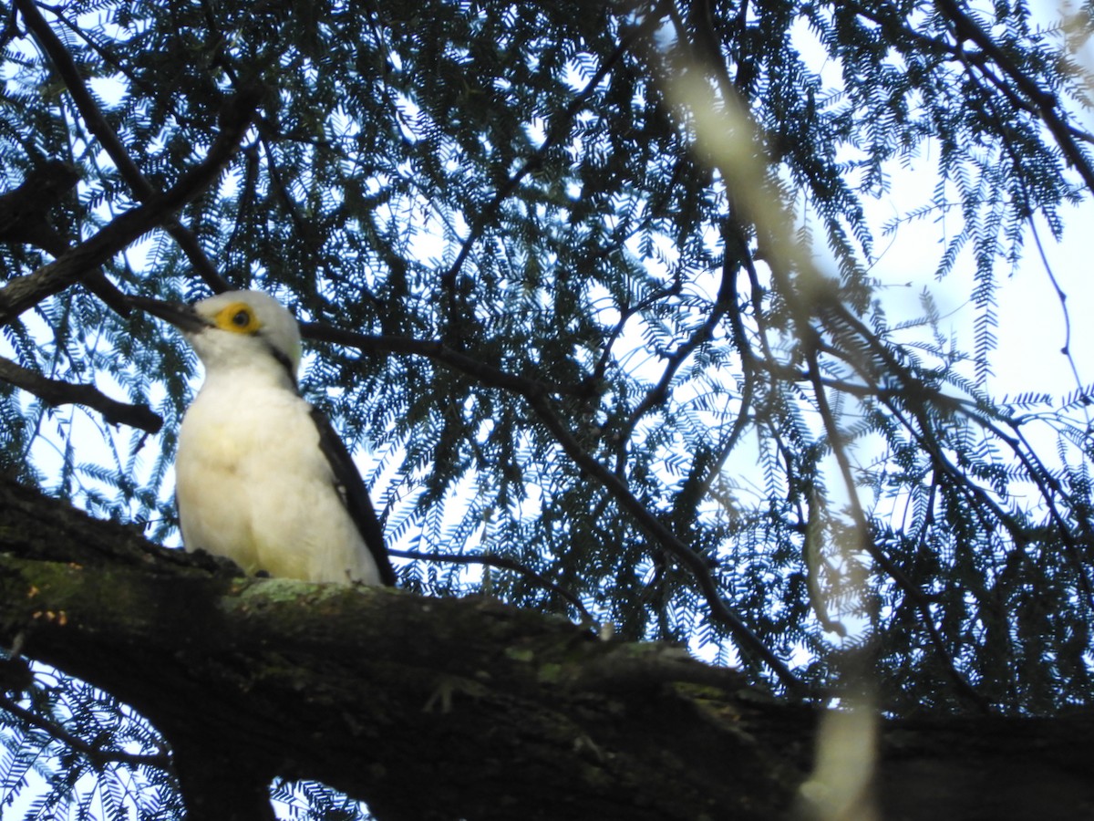 White Woodpecker - ML635554879