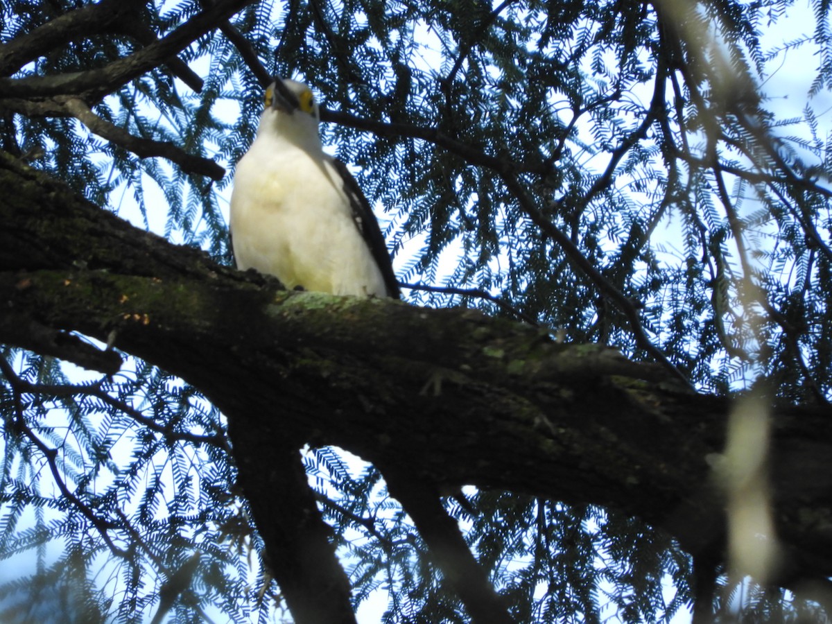 White Woodpecker - ML635554880