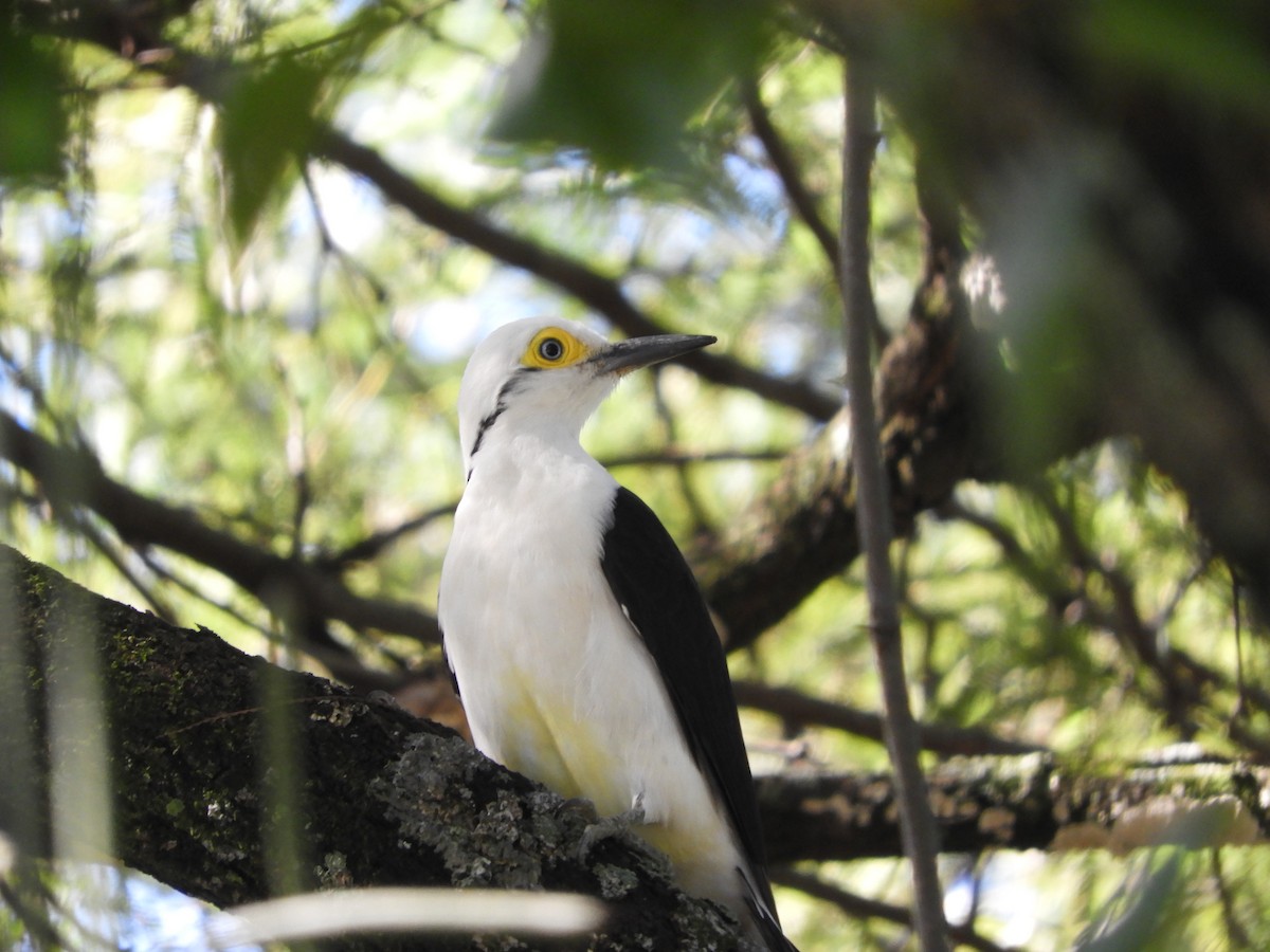 White Woodpecker - ML635554881