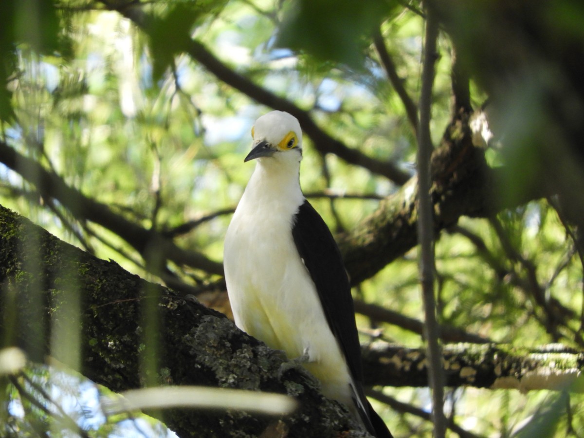 White Woodpecker - ML635554882