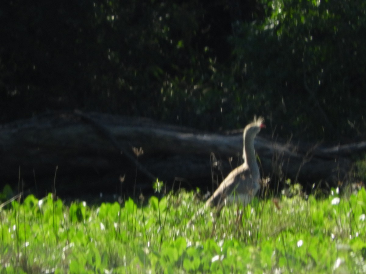 Red-legged Seriema - ML635554907
