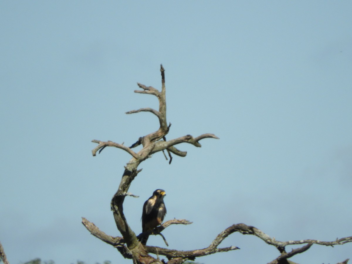 Aplomado Falcon - ML635554928