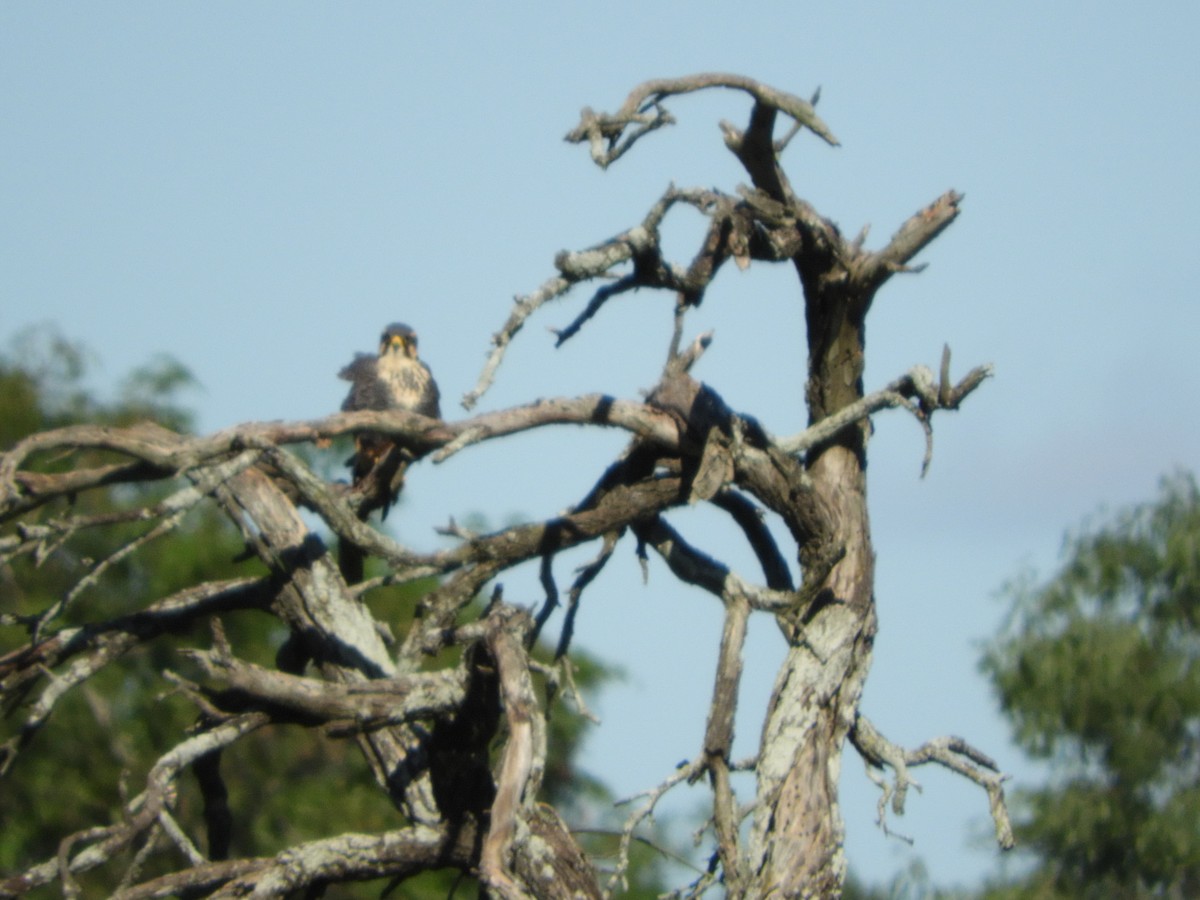 Aplomado Falcon - ML635554929