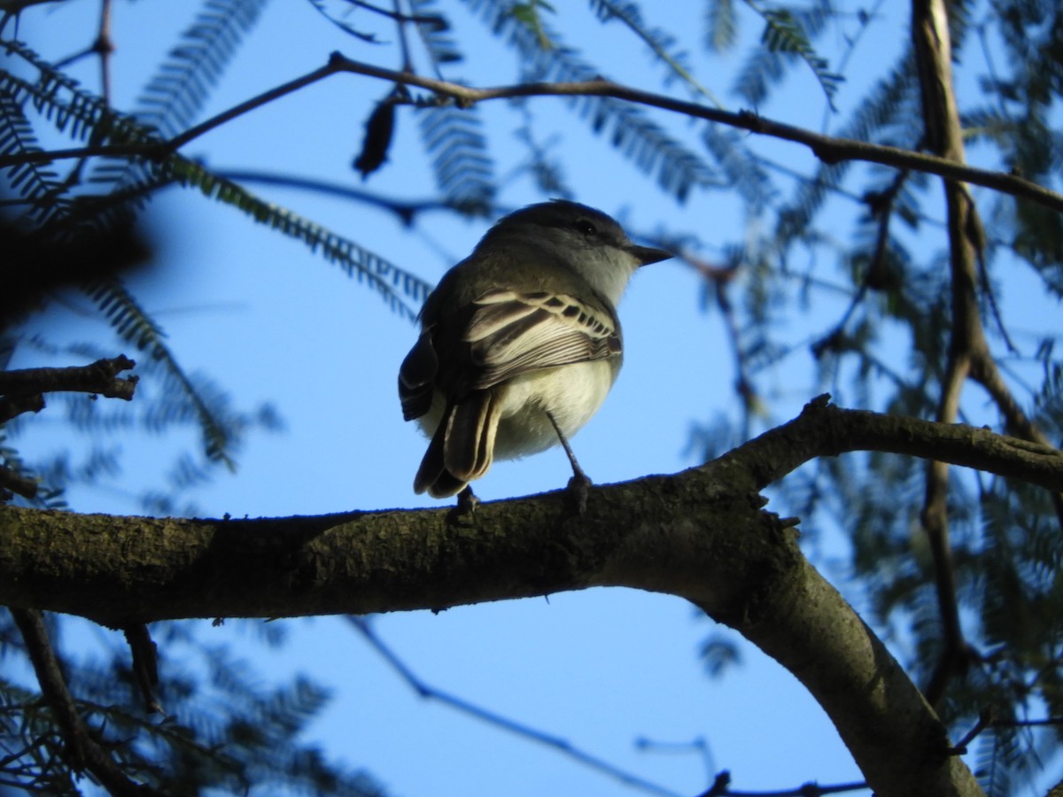 Suiriri Flycatcher - ML635554992