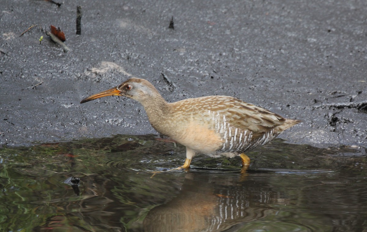 Clapper Rail - ML635555036