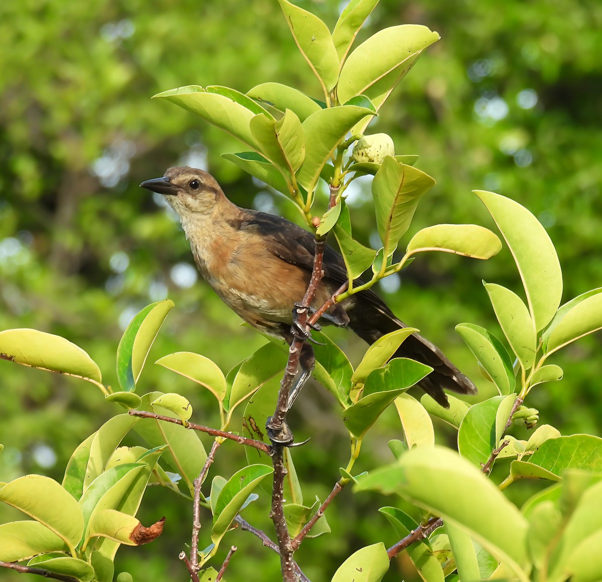 Boat-tailed Grackle - ML635555082
