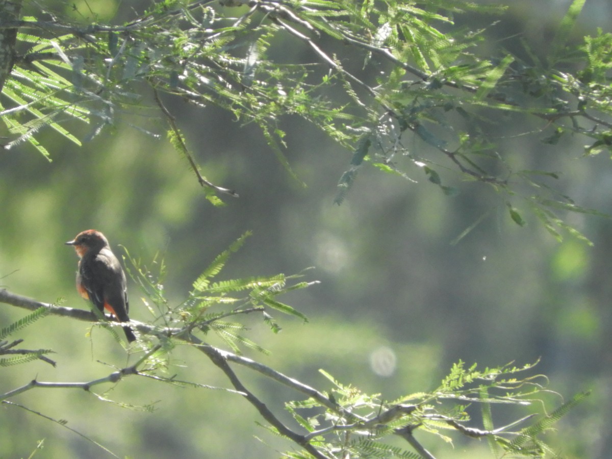 Vermilion Flycatcher - ML635555151