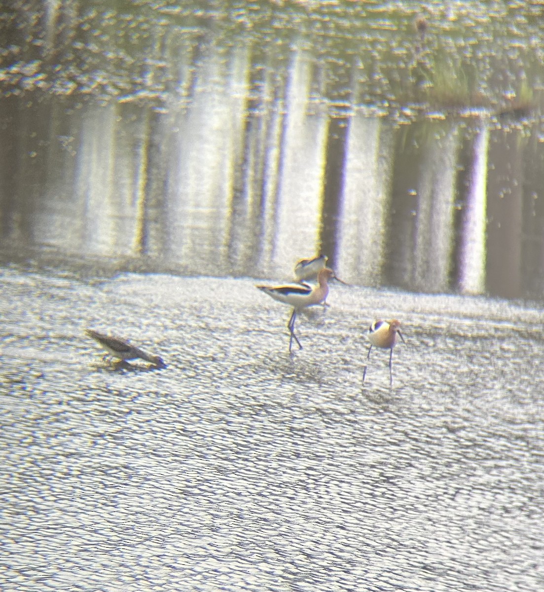 Avoceta Americana - ML635555162