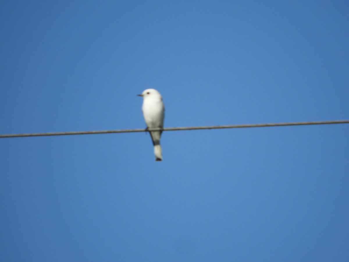 White Monjita - ML635555171