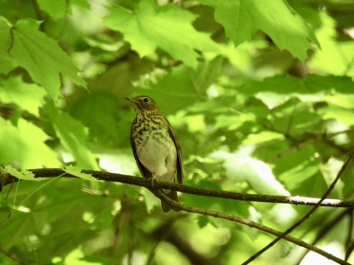 Swainson's Thrush - ML635555266