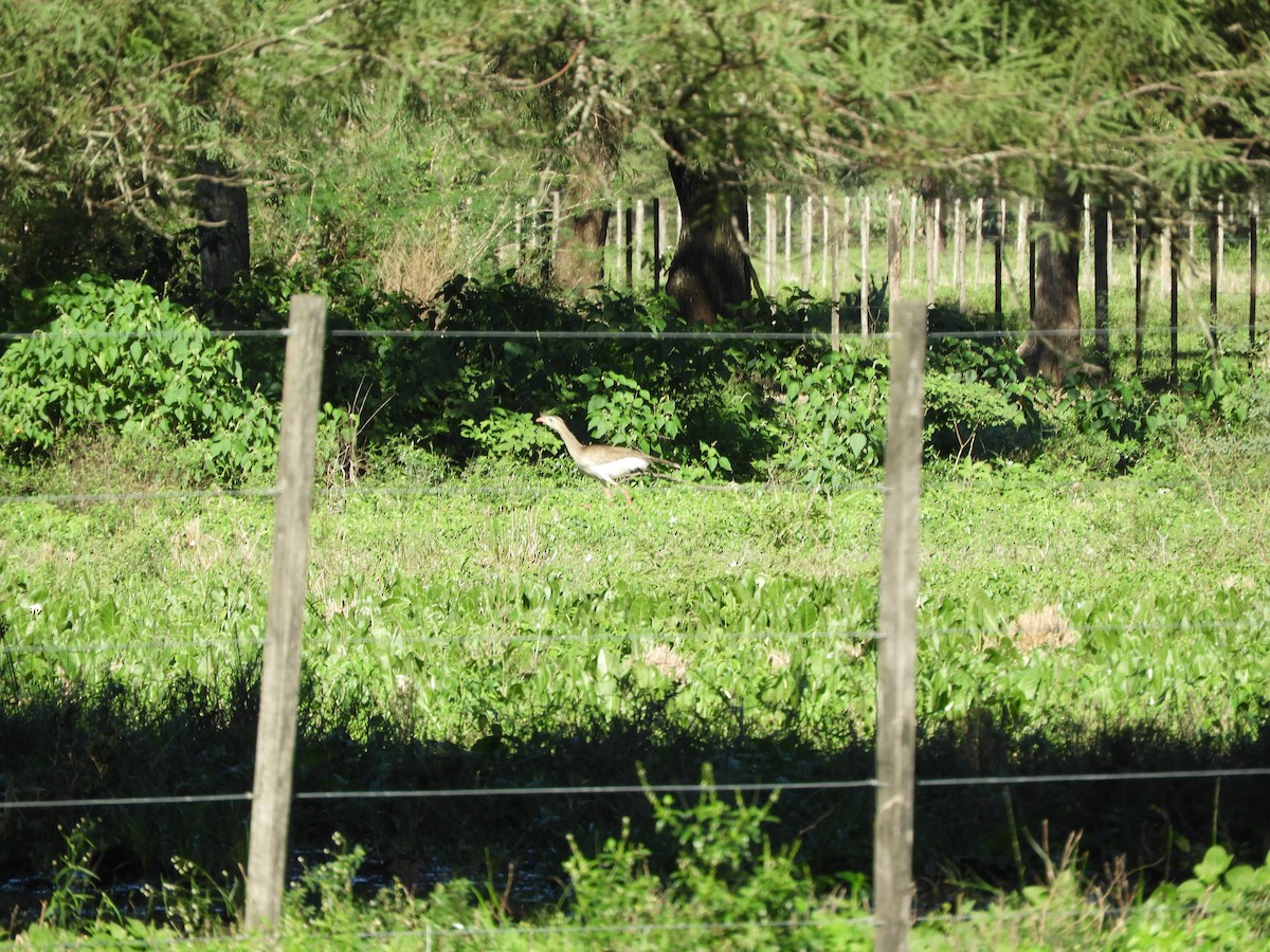 Red-legged Seriema - ML635555290