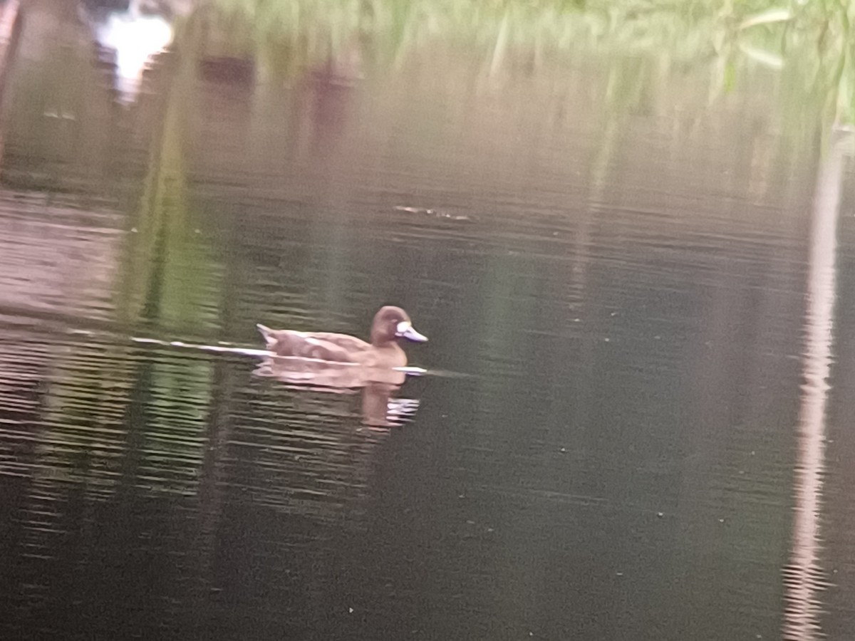 Lesser Scaup - ML635555317