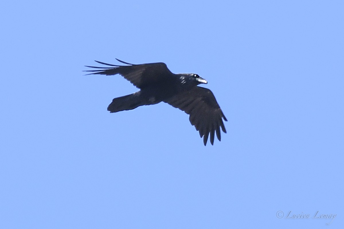 Common Raven - ML635555390