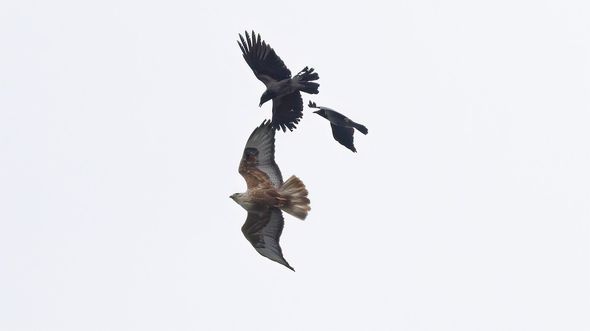 Long-legged Buzzard - ML635555730