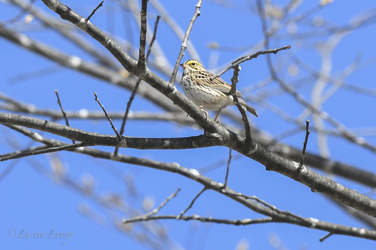 Savannah Sparrow - ML635555740