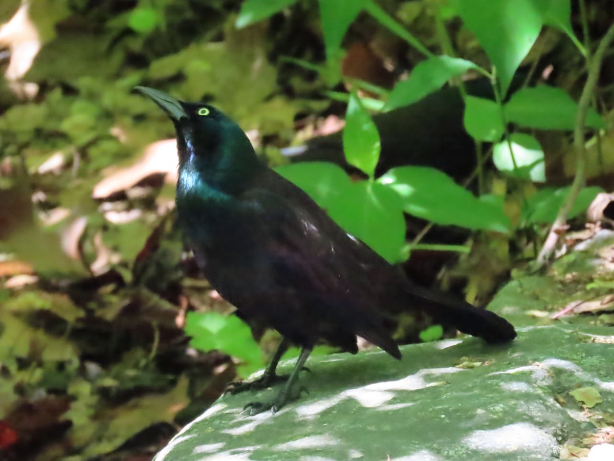 Common Grackle - ML635555920