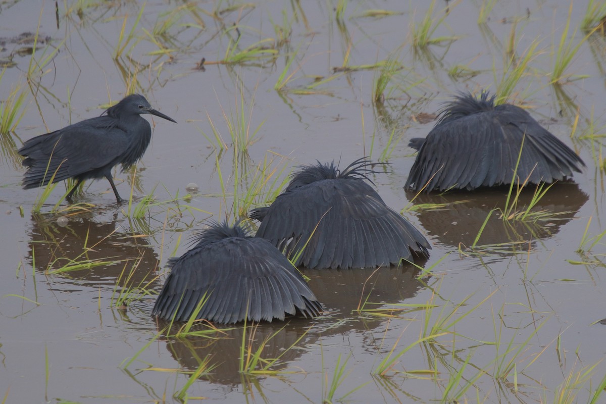 Black Heron - ML635555923