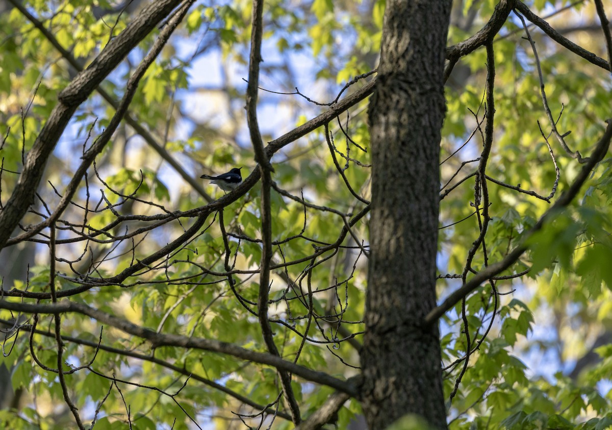 Black-throated Blue Warbler - ML635555928