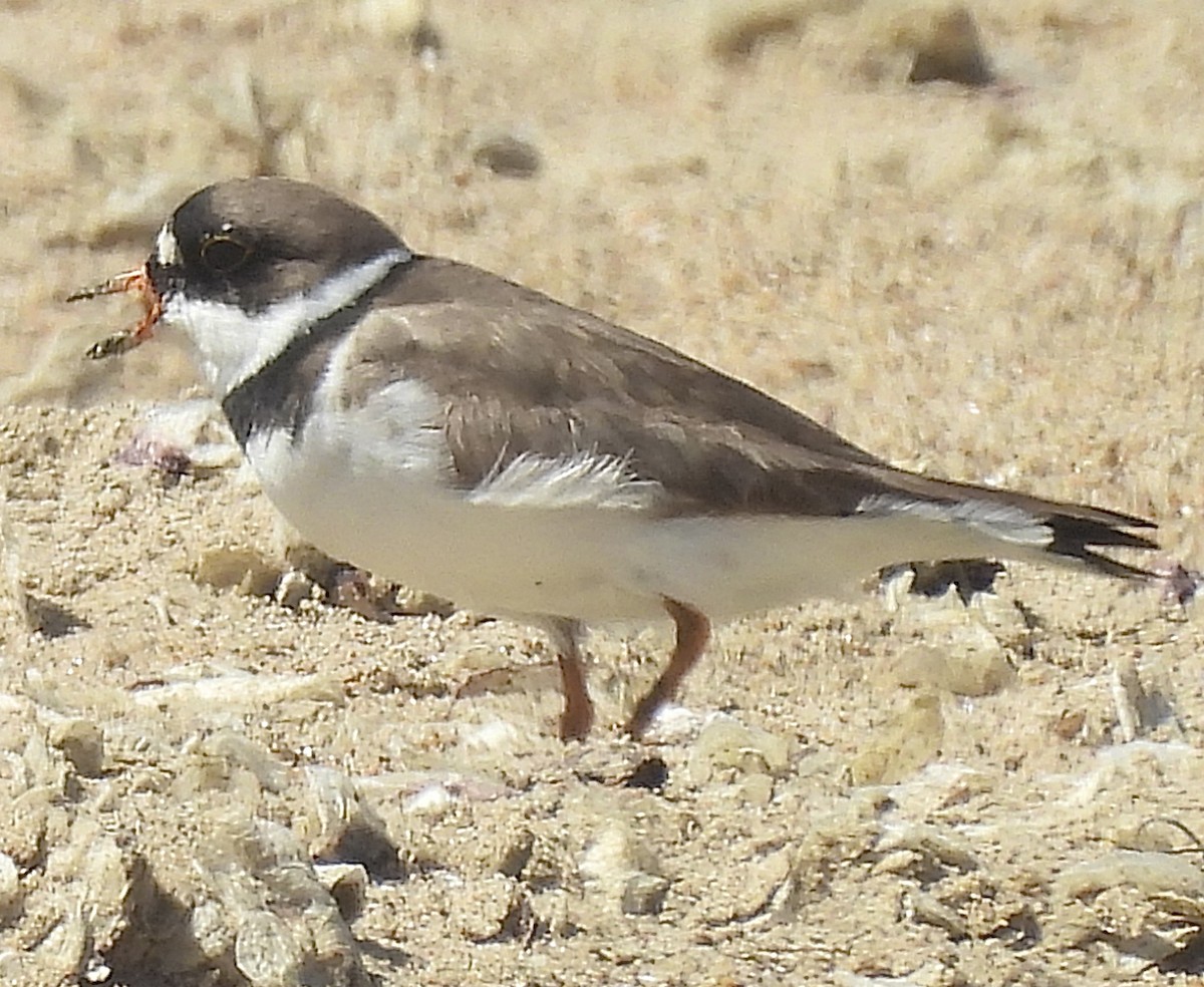 Semipalmated Plover - ML635556028