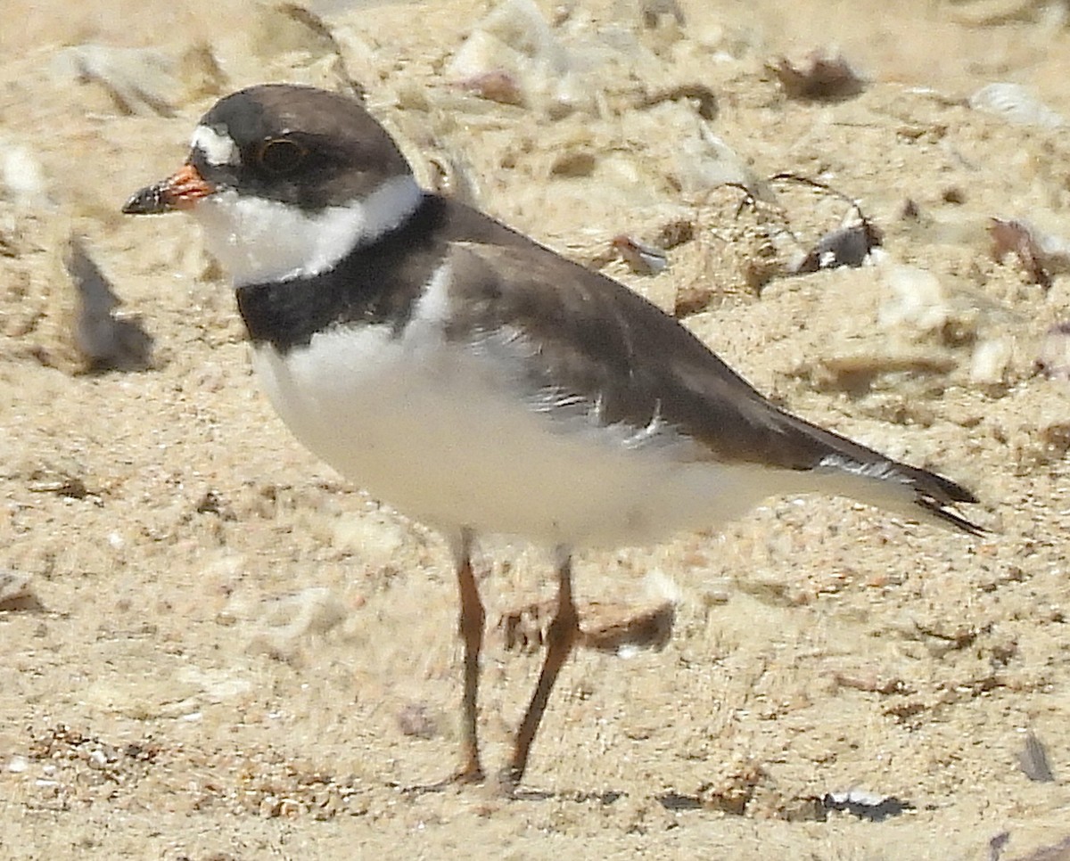Semipalmated Plover - ML635556029