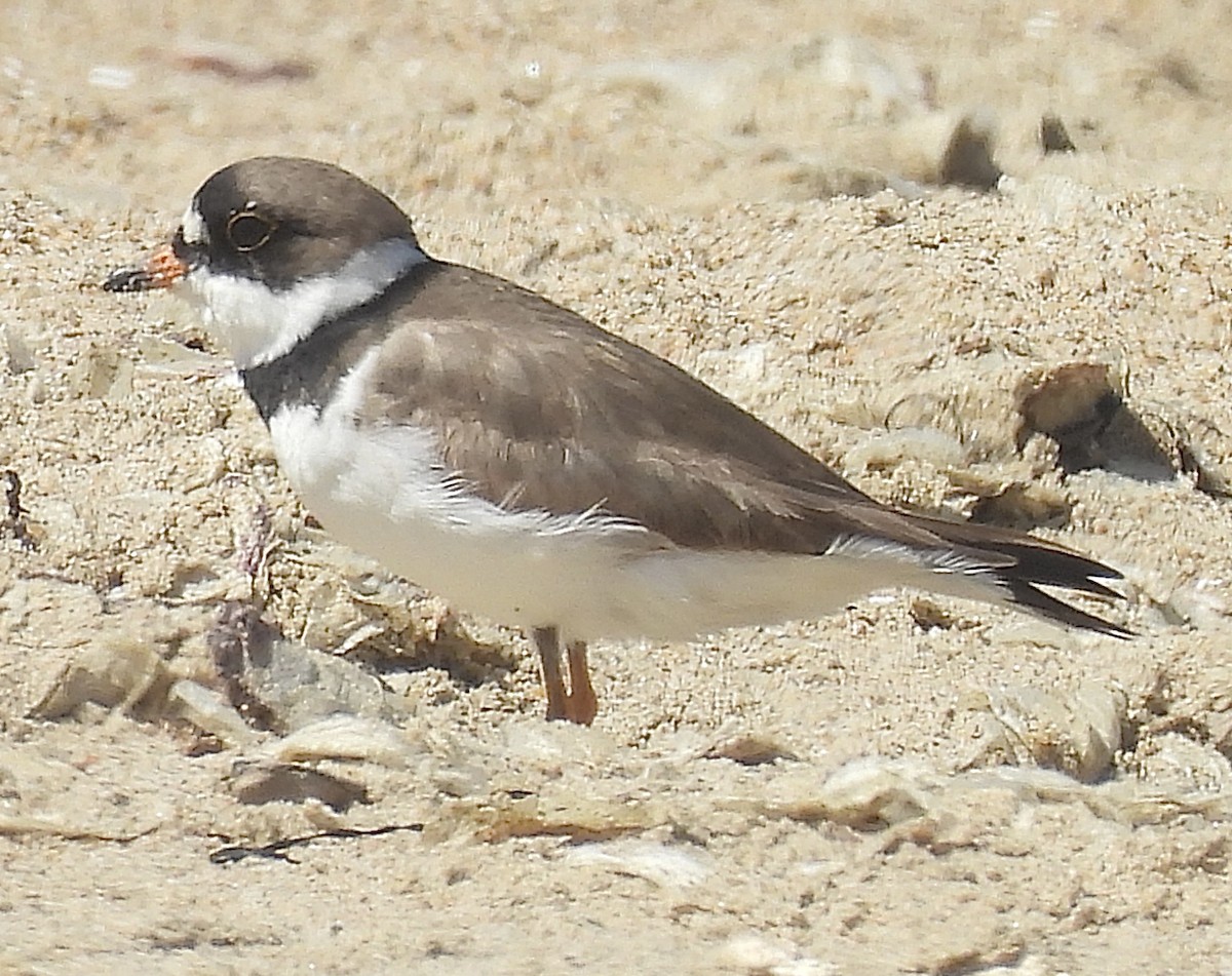 Semipalmated Plover - ML635556030