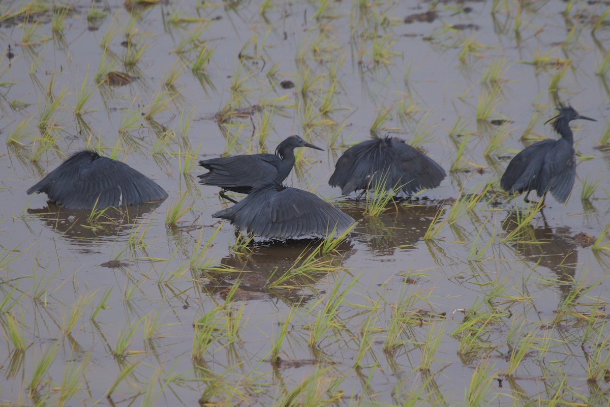 Black Heron - ML635556060