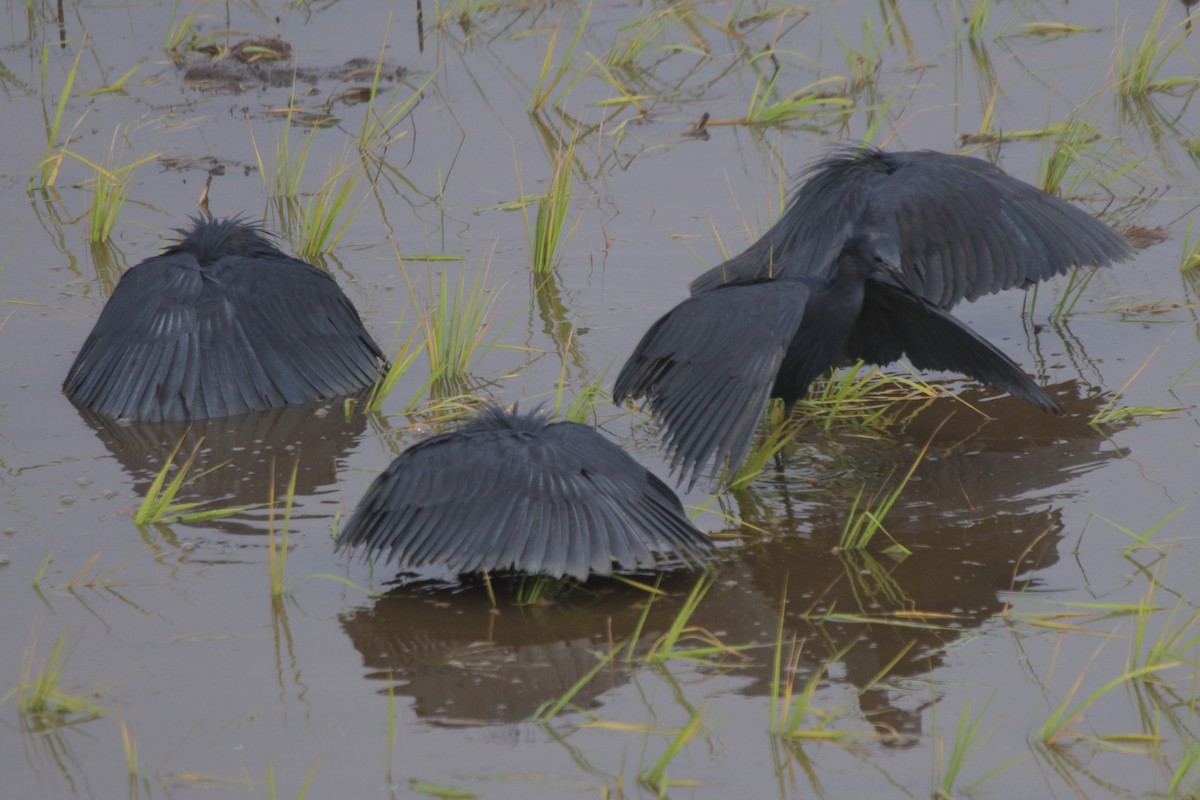 Black Heron - ML635556065