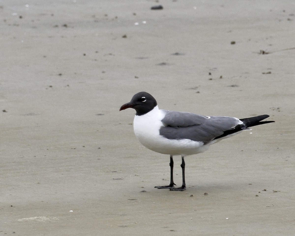 Laughing Gull - ML635556214