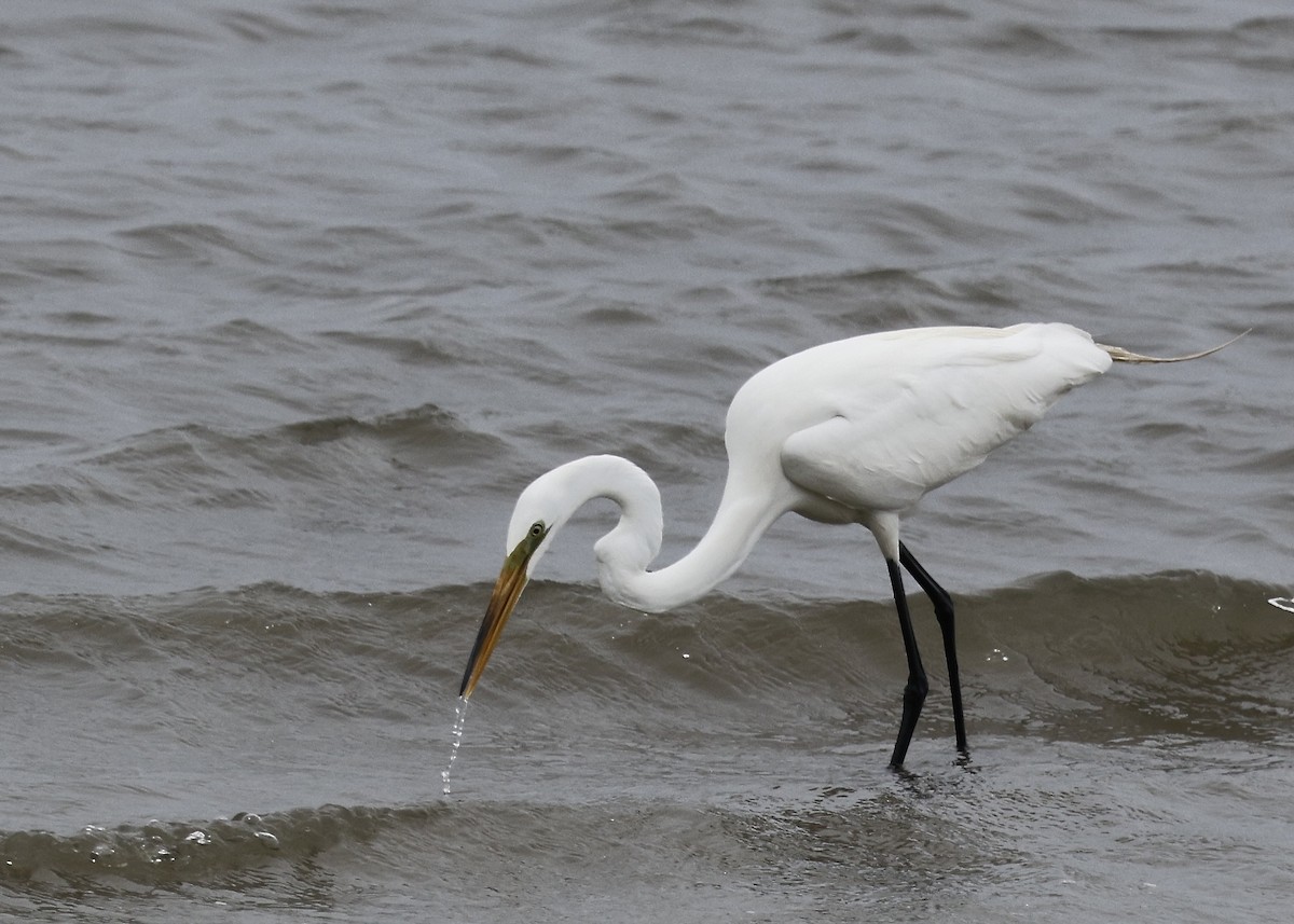 Great Egret - ML635556260