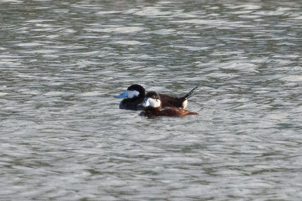 Американская савка - ML635556298