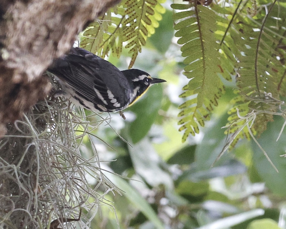 Yellow-throated Warbler - ML635556304