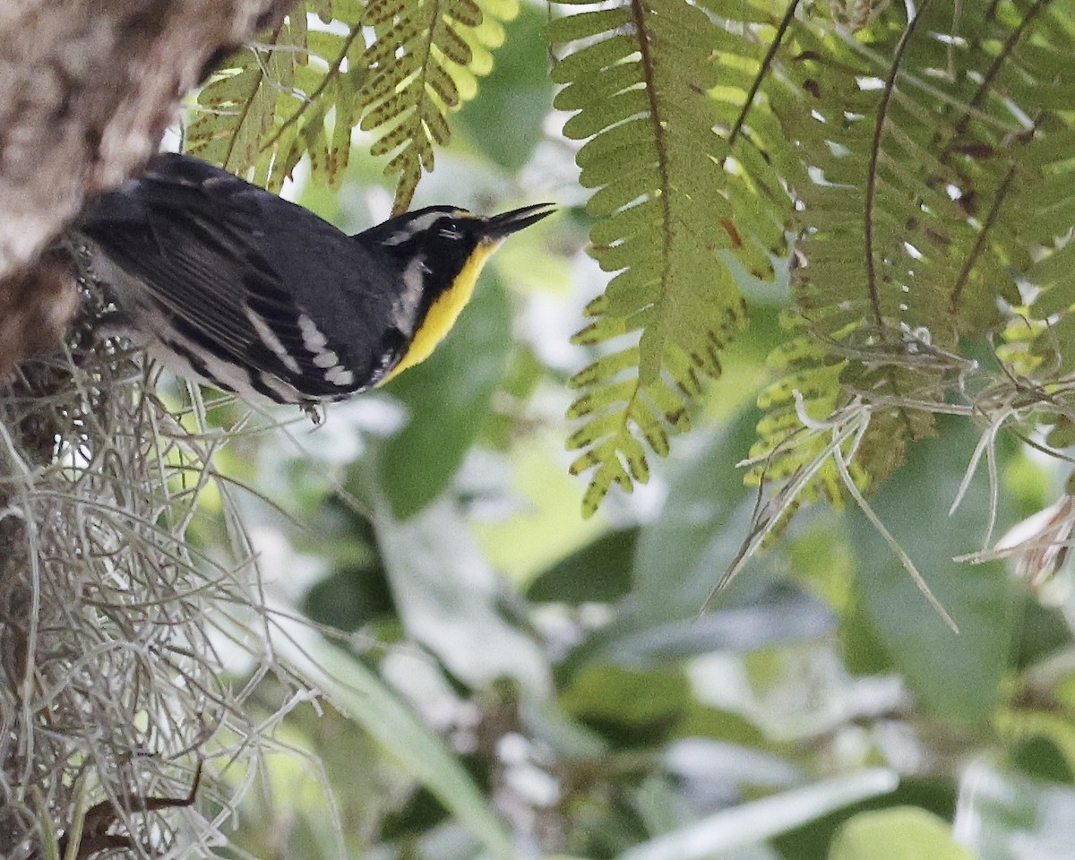 Yellow-throated Warbler - ML635556305